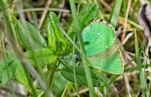 Réf. 341 843 : Callophrys rubi